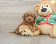 7 week old Mini Goldendoodle Puppy For Sale - Lone Star Pups