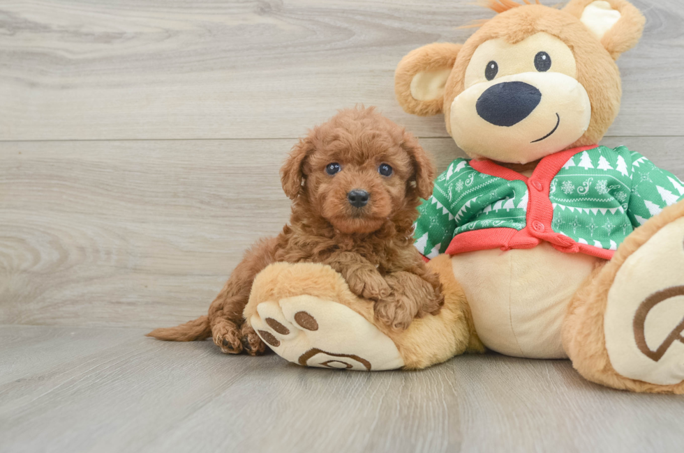 6 week old Mini Goldendoodle Puppy For Sale - Lone Star Pups