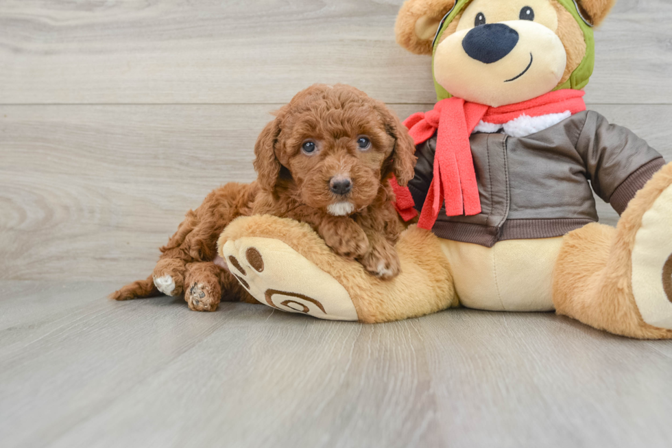 Mini Goldendoodle Puppy for Adoption