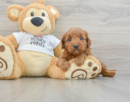 8 week old Mini Goldendoodle Puppy For Sale - Lone Star Pups