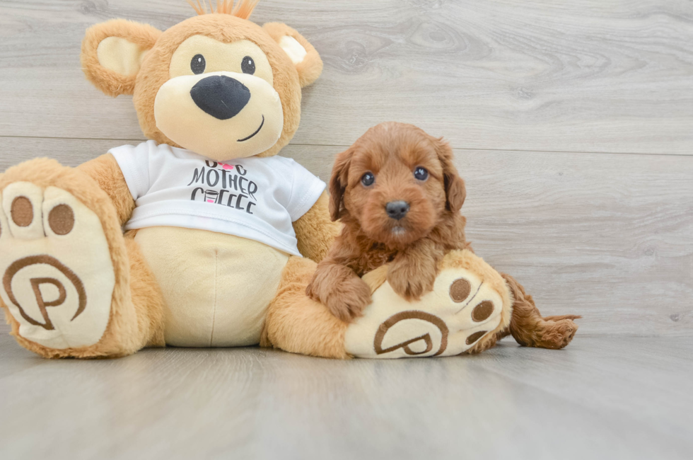 5 week old Mini Goldendoodle Puppy For Sale - Lone Star Pups