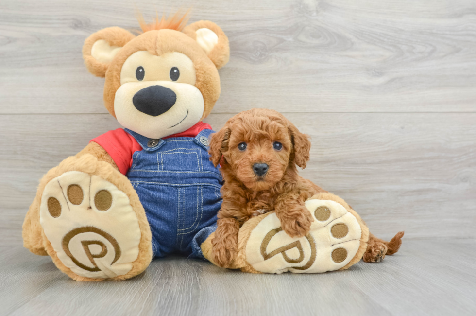 7 week old Mini Goldendoodle Puppy For Sale - Lone Star Pups