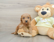 8 week old Mini Goldendoodle Puppy For Sale - Lone Star Pups