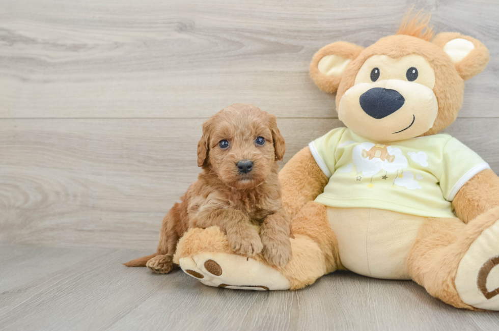6 week old Mini Goldendoodle Puppy For Sale - Lone Star Pups