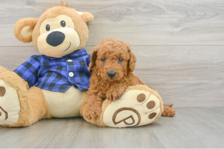 Little Mini Goldenpoo Poodle Mix Puppy