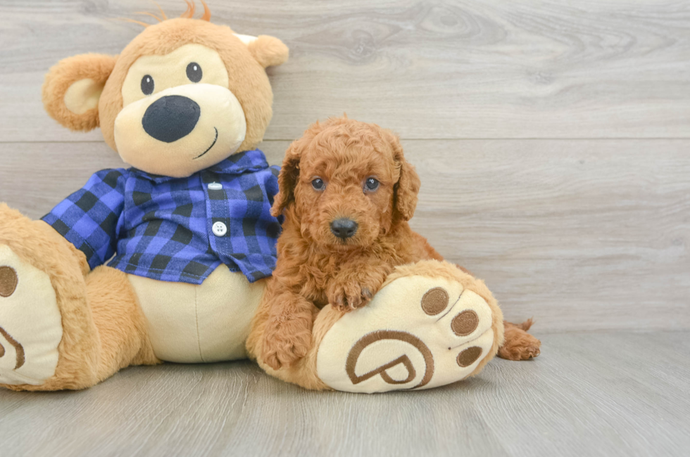 5 week old Mini Goldendoodle Puppy For Sale - Lone Star Pups