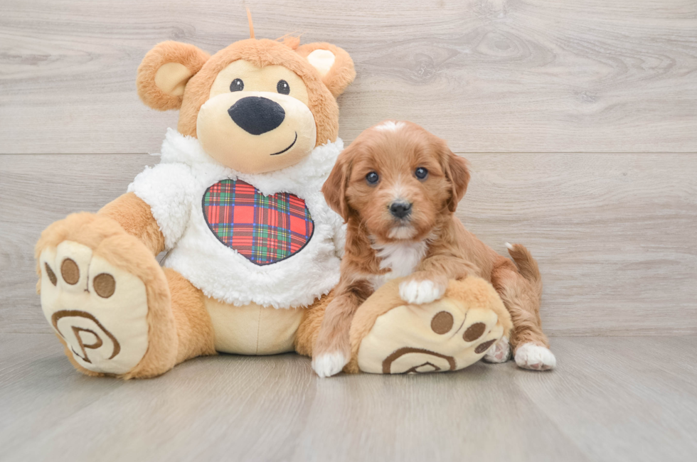 5 week old Mini Goldendoodle Puppy For Sale - Lone Star Pups