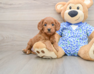8 week old Mini Goldendoodle Puppy For Sale - Lone Star Pups