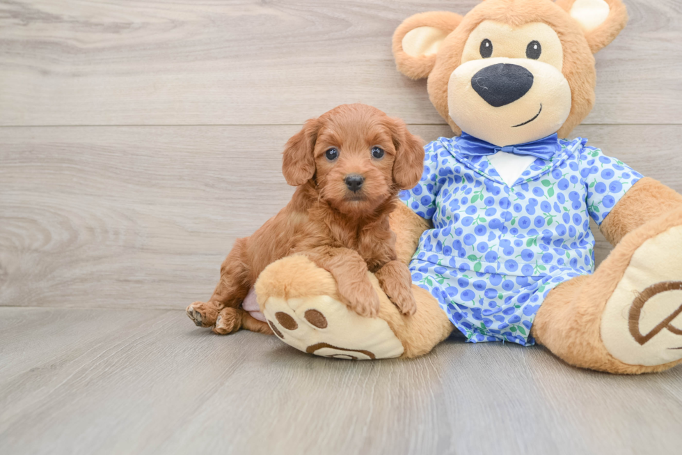 Fluffy Mini Goldendoodle Poodle Mix Pup