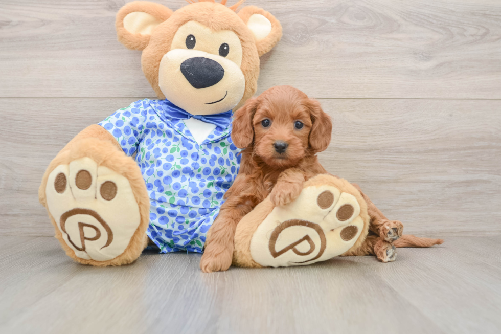 Mini Goldendoodle Puppy for Adoption