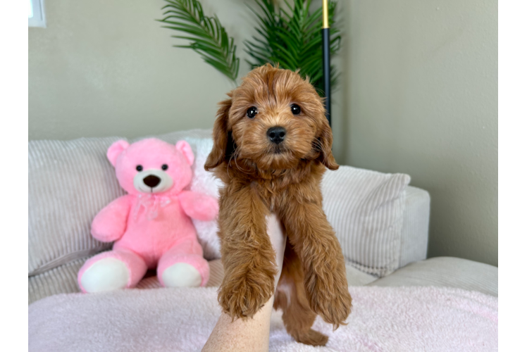 Best Mini Goldendoodle Baby