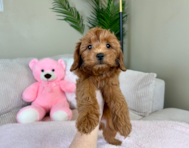 10 week old Mini Goldendoodle Puppy For Sale - Lone Star Pups