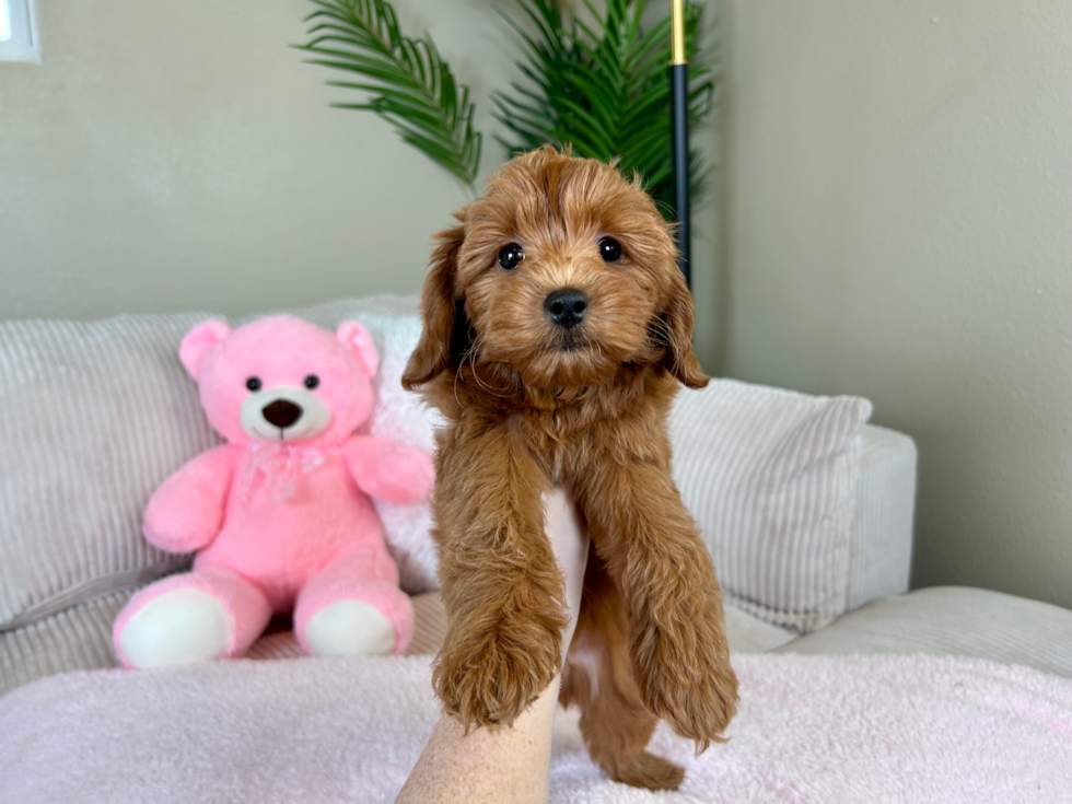 Best Mini Goldendoodle Baby