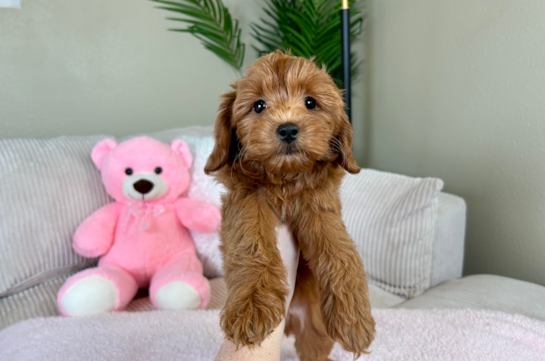 Best Mini Goldendoodle Baby