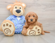 8 week old Mini Goldendoodle Puppy For Sale - Lone Star Pups