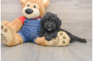Smart Mini Goldendoodle Poodle Mix Pup