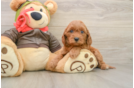 Best Mini Goldendoodle Baby