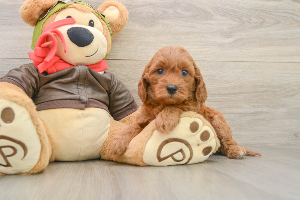 Best Mini Goldendoodle Baby