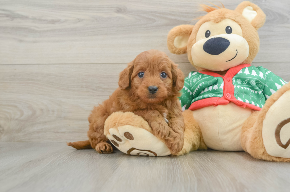 6 week old Mini Goldendoodle Puppy For Sale - Lone Star Pups