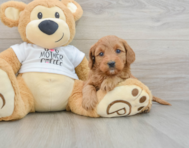 8 week old Mini Goldendoodle Puppy For Sale - Lone Star Pups