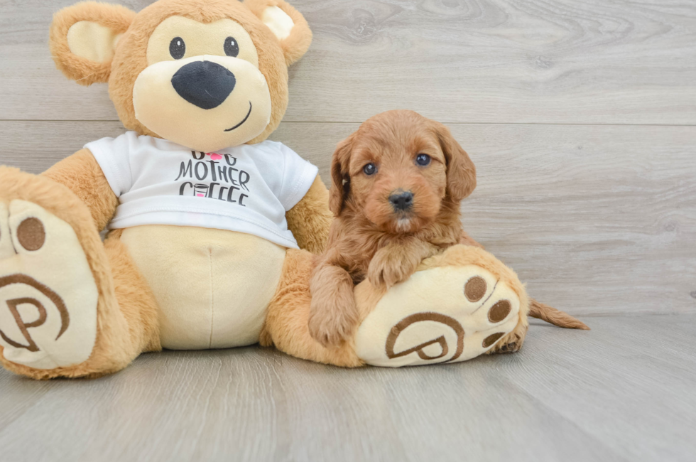 5 week old Mini Goldendoodle Puppy For Sale - Lone Star Pups