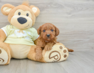 7 week old Mini Goldendoodle Puppy For Sale - Lone Star Pups