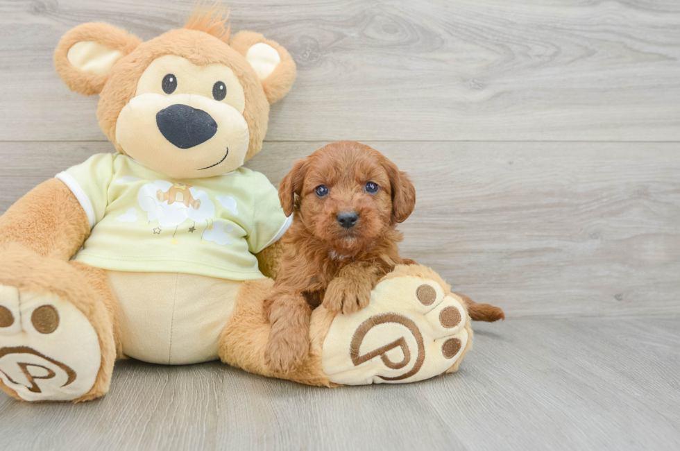 6 week old Mini Goldendoodle Puppy For Sale - Lone Star Pups