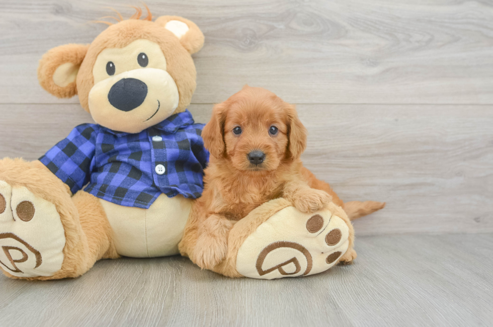 5 week old Mini Goldendoodle Puppy For Sale - Lone Star Pups