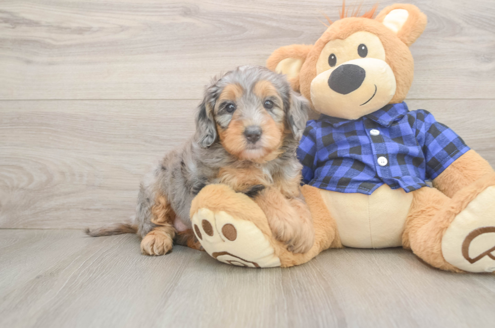 5 week old Mini Goldendoodle Puppy For Sale - Lone Star Pups