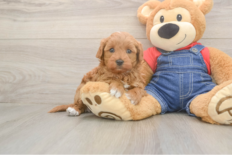 Best Mini Goldendoodle Baby