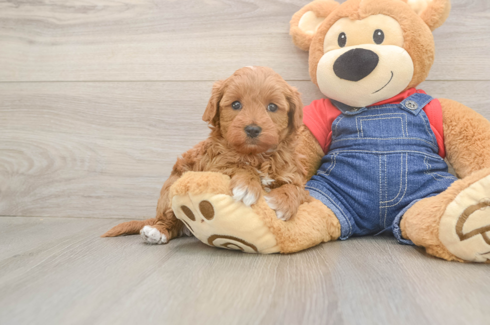 6 week old Mini Goldendoodle Puppy For Sale - Lone Star Pups