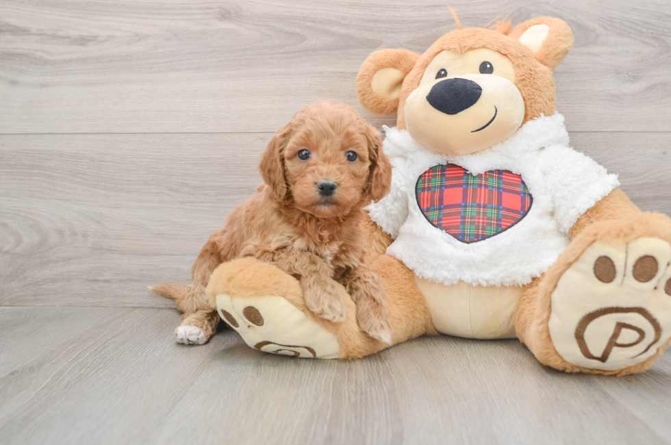 5 week old Mini Goldendoodle Puppy For Sale - Lone Star Pups