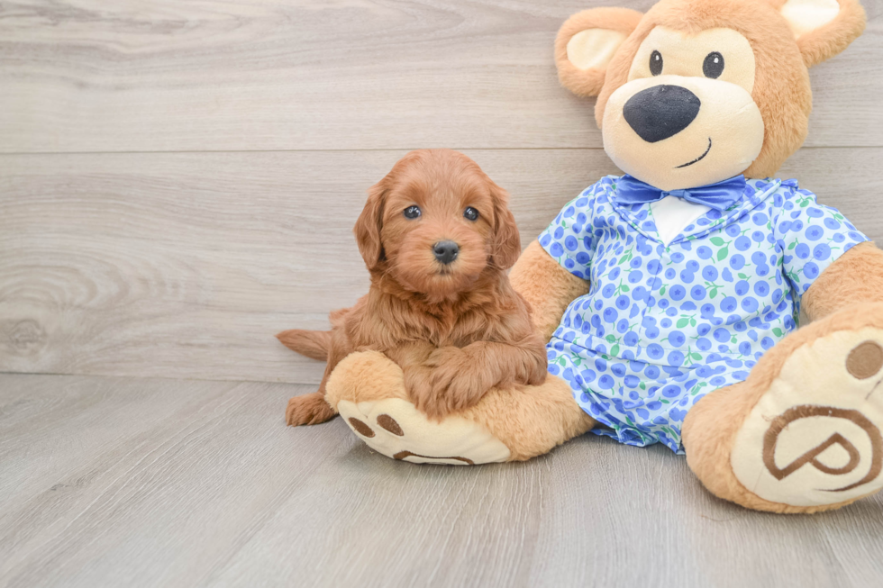 Best Mini Goldendoodle Baby