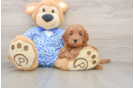 Mini Goldendoodle Puppy for Adoption