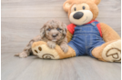 Funny Mini Goldendoodle Poodle Mix Pup