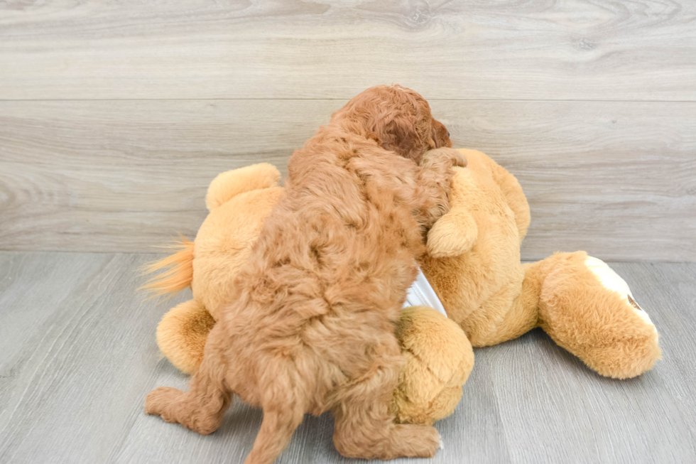 Mini Goldendoodle Puppy for Adoption