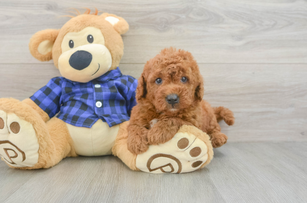 5 week old Mini Goldendoodle Puppy For Sale - Lone Star Pups