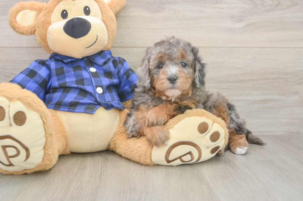 5 week old Mini Goldendoodle Puppy For Sale - Lone Star Pups