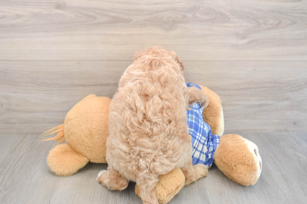 Mini Goldendoodle Puppy for Adoption