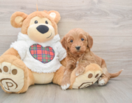 8 week old Mini Goldendoodle Puppy For Sale - Lone Star Pups