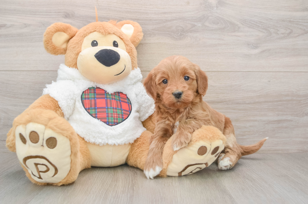 5 week old Mini Goldendoodle Puppy For Sale - Lone Star Pups