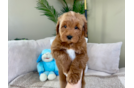 Cute Mini Goldendoodle Poodle Mix Pup