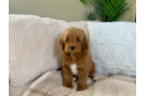 Cute Golden Retriever Poodle Mix Poodle Mix Puppy