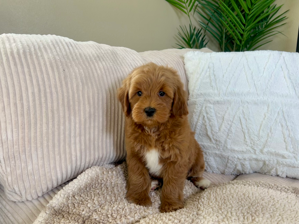 Cute Golden Retriever Poodle Mix Poodle Mix Puppy