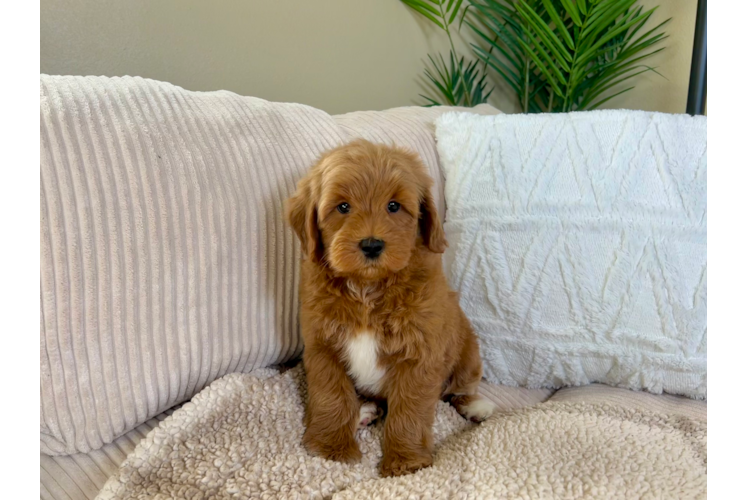 Mini Goldendoodle Puppy for Adoption