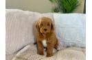 Mini Goldendoodle Puppy for Adoption