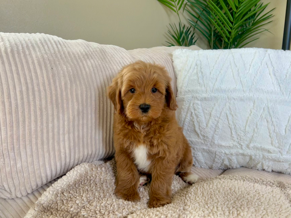 Mini Goldendoodle Puppy for Adoption
