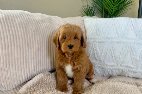 Mini Goldendoodle Puppy for Adoption