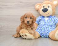 8 week old Mini Goldendoodle Puppy For Sale - Lone Star Pups