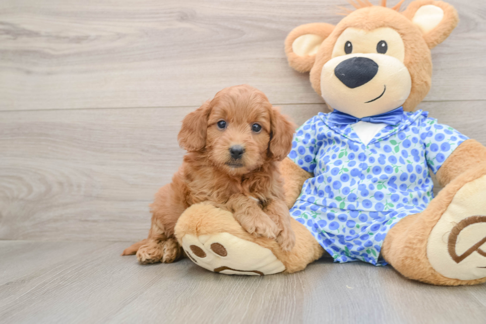 Hypoallergenic Mini Goldiepoo Poodle Mix Puppy
